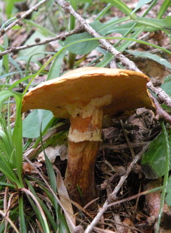Suillus bresadolae ?